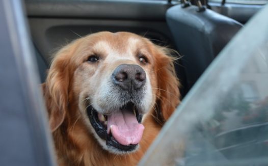 暖汪大金毛图片