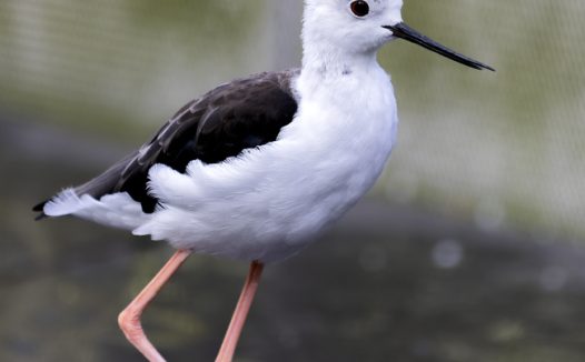 白腹长脚鹬河边捉鱼图片