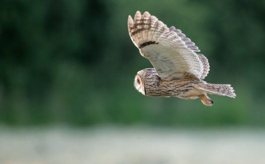 长耳鸮猫头鹰图片