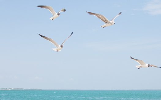 唯美蓝色海边海鸥自由飞翔图片