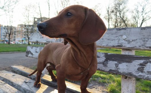 纯种腊肠犬图片