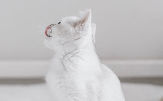 白色小萌猫图片