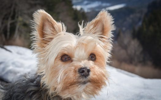 可爱约克夏犬头部特写图片