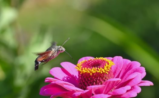 粉色花朵和蜂鸟摄影图片