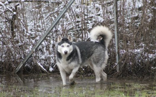 一只西伯利亚雪橇犬图片