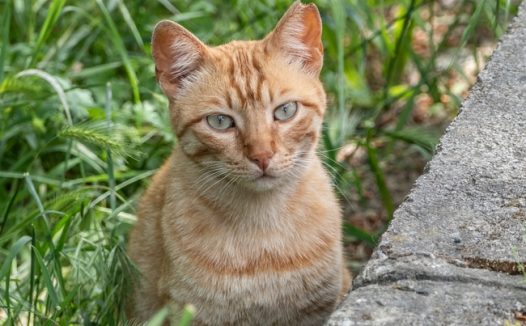 站在草丛里的小猫咪图片