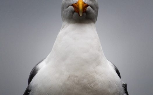 高清白腹海鸥摄影图片