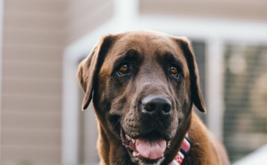 黑色导盲犬图片