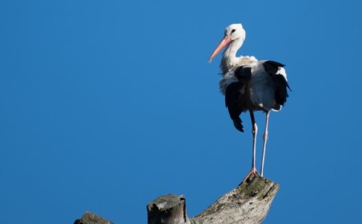 蓝天树干野生飞禽图片