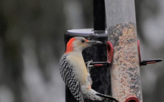 啄木鸟图片下载