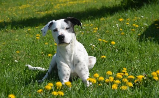 蹲坐在绿色草地上的俏皮可爱小狗图片