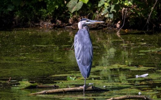 站立在水中央的大蓝鹭图片