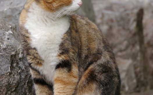 站在石头上的可爱挪威森林猫图片