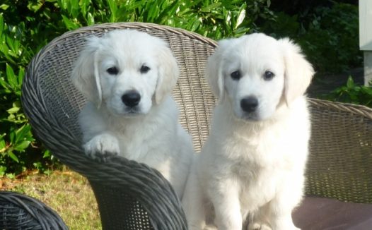 可爱金毛犬图片