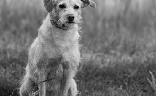 流浪狗黑白摄影图片