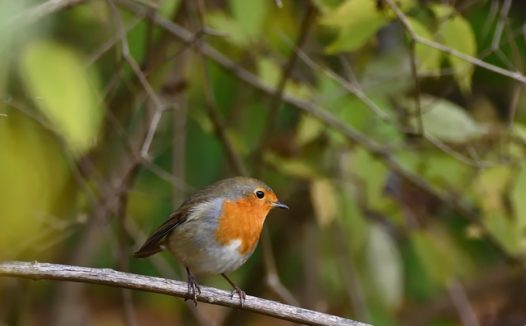 站长树枝上的小知更鸟图片