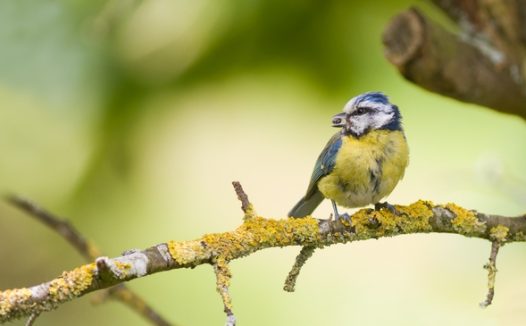站在树枝上的黄腹山雀图片