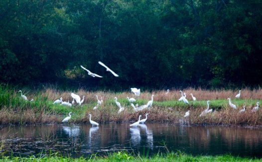 草原候鸟冬天栖息地图片