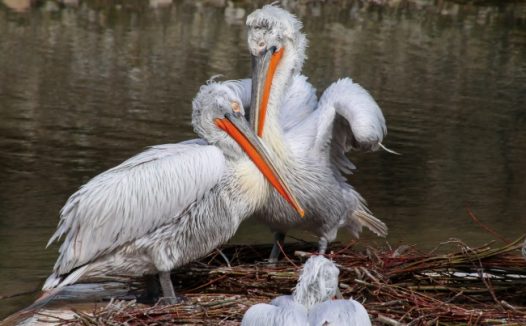 湖边长嘴鸟图片