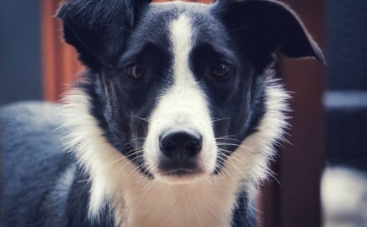 黑白狗狗肖像图片