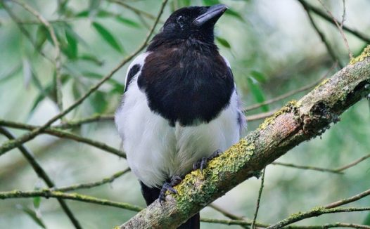 站在树枝上的野生伯劳鸟图片