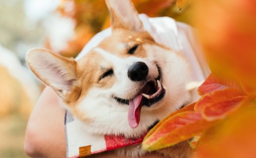 可爱卖萌秋田犬图片