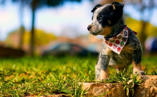 可爱小奶狗图片