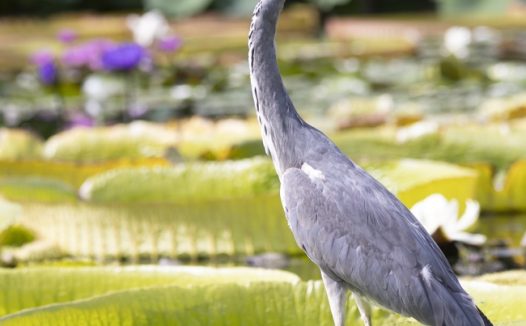 站在巨大莲叶上的苍鹭图片