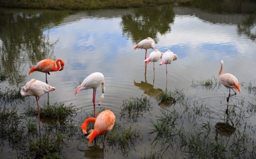 水边休憩火烈鸟图片