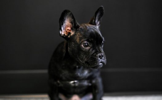 可爱黑色法斗狗狗图片