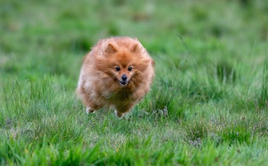 草地自由狂奔的博美犬图片