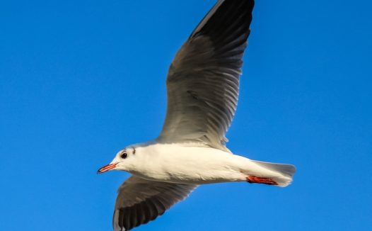 蓝色天空海鸥展翅翱翔图片