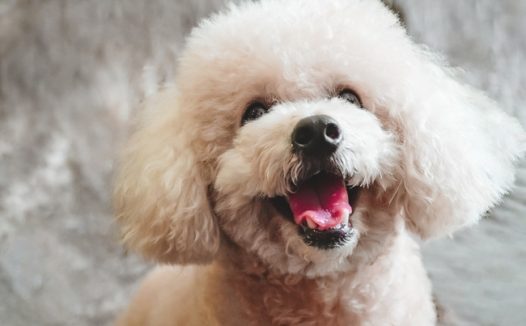 可爱呆萌贵宾犬狗狗图片