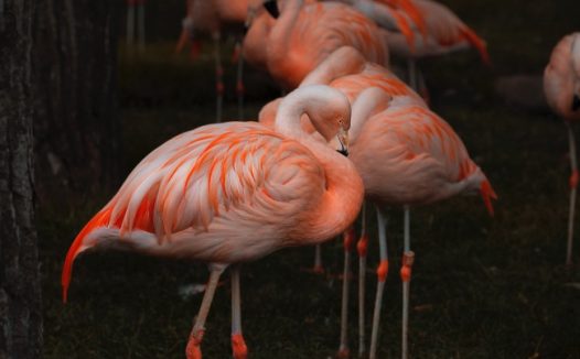 粉红色火烈鸟群图片