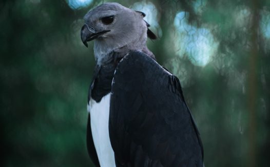 站在树干上的野生哈比鹰图片