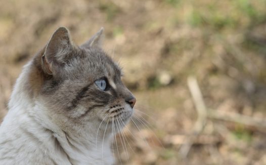 可爱呆萌短毛猫侧颜摄影图片