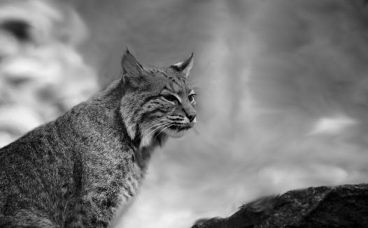 呆萌花猫黑白图片