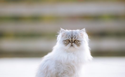 蹲坐在地上的波斯猫图片