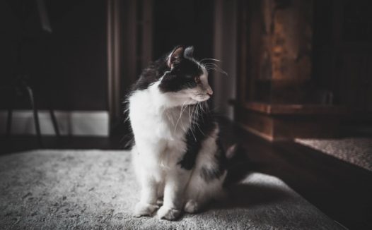 可爱奶牛猫图片