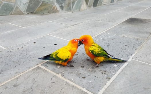 一对小鹦鹉图片
