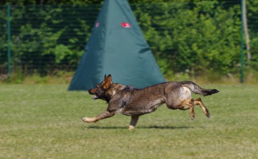 勇猛德国牧羊犬图片