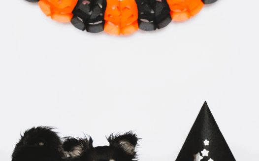 万圣节蝙蝠狗狗图片