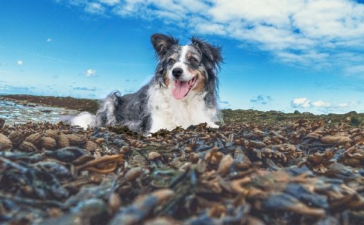 蓝天海岸萌犬狗狗图片