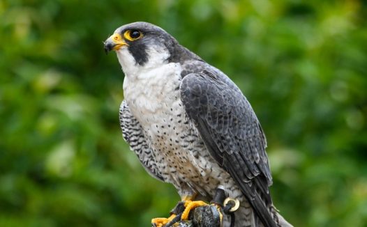 停在树干上的野生苍鹰图片