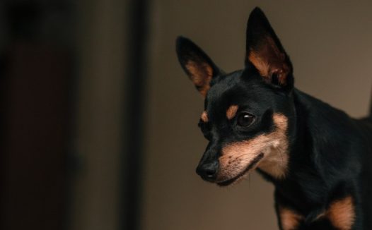 迷你杜宾犬头部特写图片