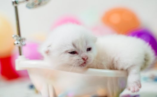 可爱萌宠苏格兰折耳猫图片