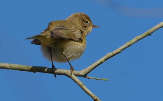 树枝上灰色小麻雀图片