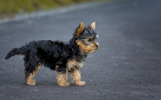 萌宠物狗狗图片