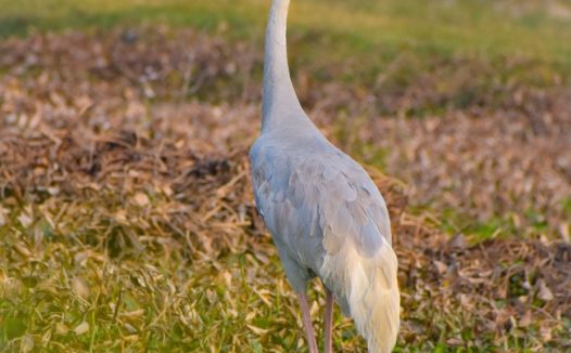 野生白枕鹤摄影图片