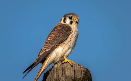 小型野生猛禽红隼图片